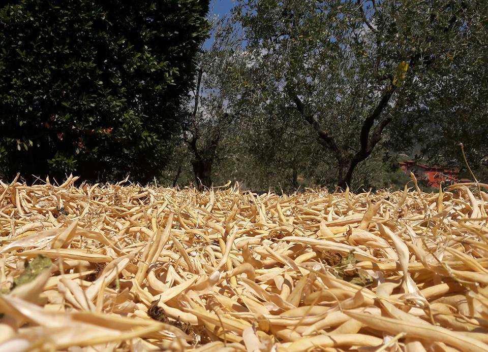 produzione fagiolo di sorana