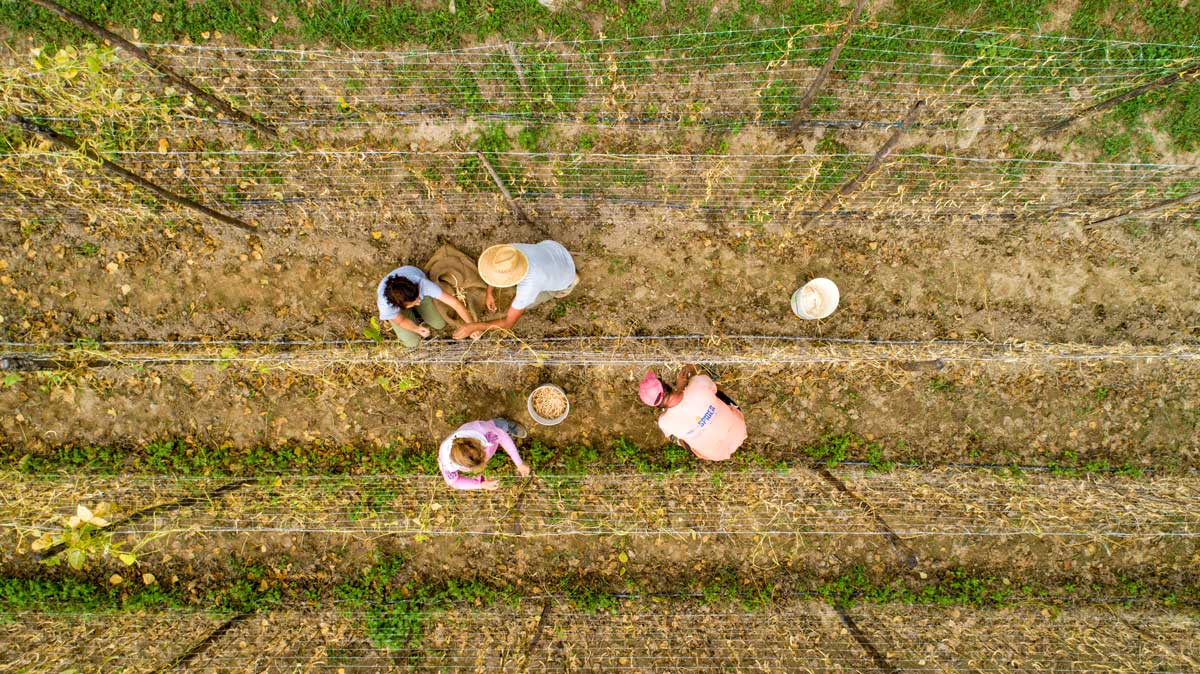  Sorana bean harvest