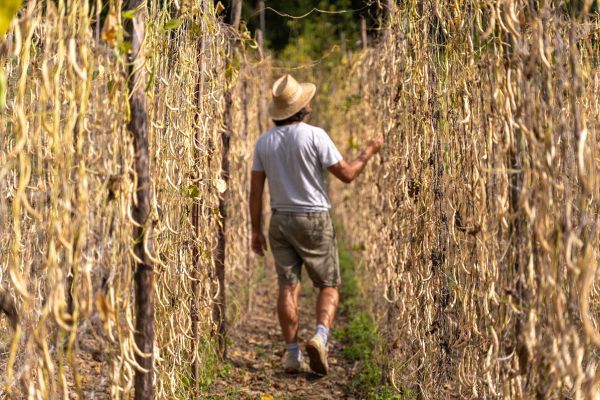 Sorana bean harvest