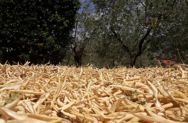 produzione fagiolo di sorana