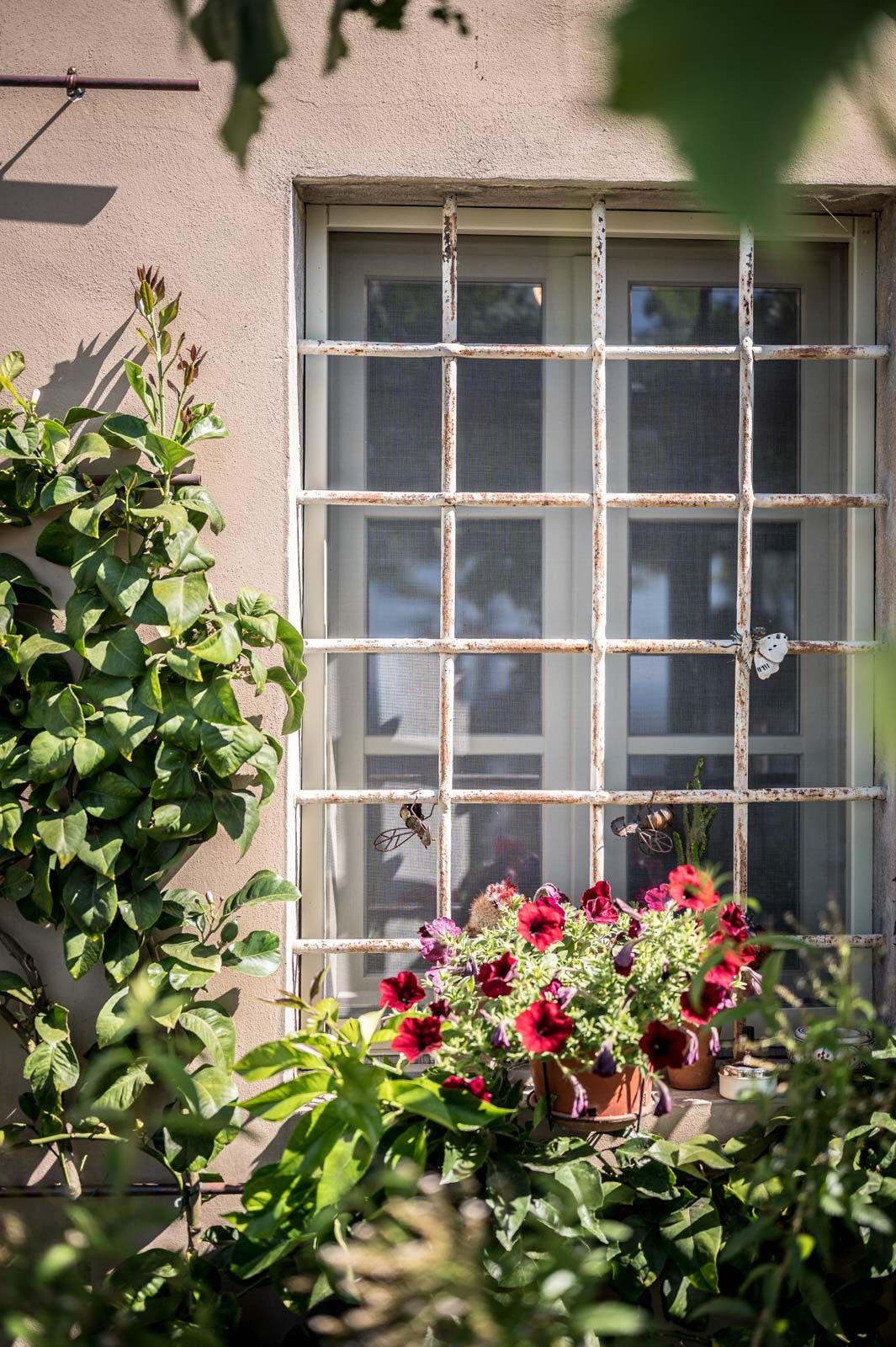 fiori e piante a terre di Còcomo
